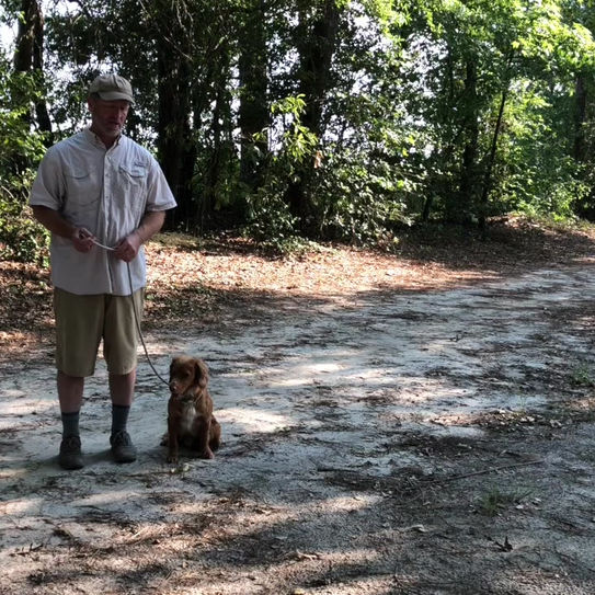 gun dog training with a cocker spaniel