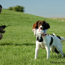 spaniel obedience training building consistency and trust