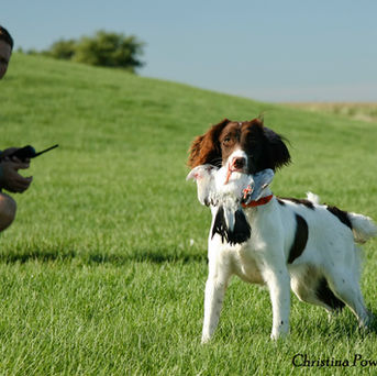 springer spaniel with a bird