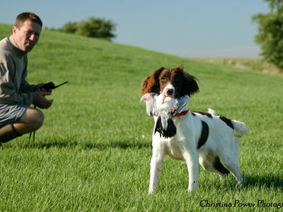 springer spaniel with a bird