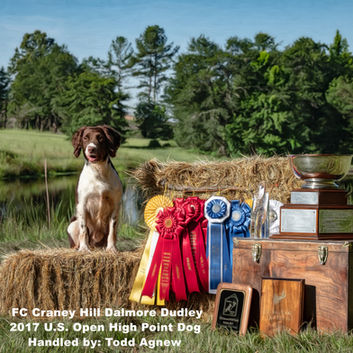 FC Craney Hill Dalmore Dudley, beloved Springer Spaniel field trial dog and patriarch of the Craney Hill line.
