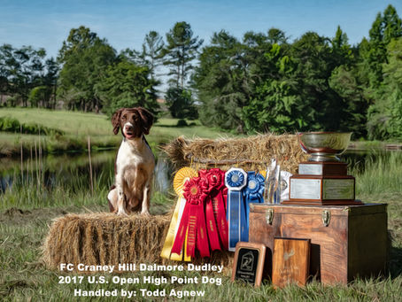 FC Craney Hill Dalmore Dudley, beloved Springer Spaniel field trial dog and patriarch of the Craney Hill line.