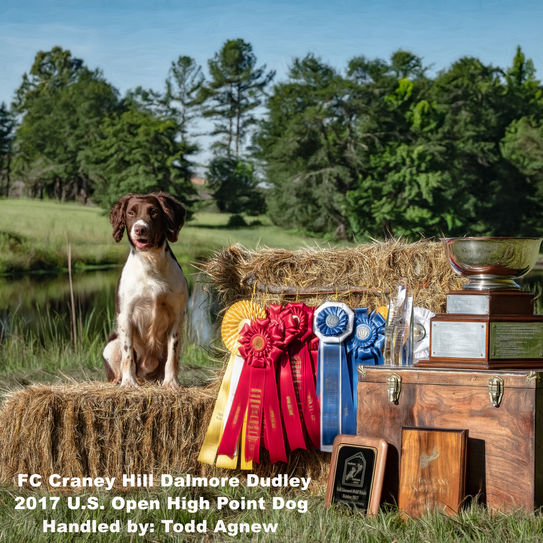 FC Craney Hill Dalmore Dudley, beloved Springer Spaniel field trial dog and patriarch of the Craney Hill line.