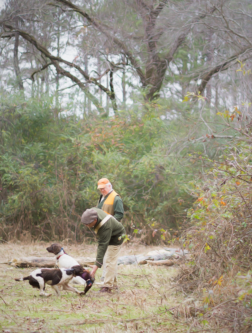 Springer spaniels upland hunting