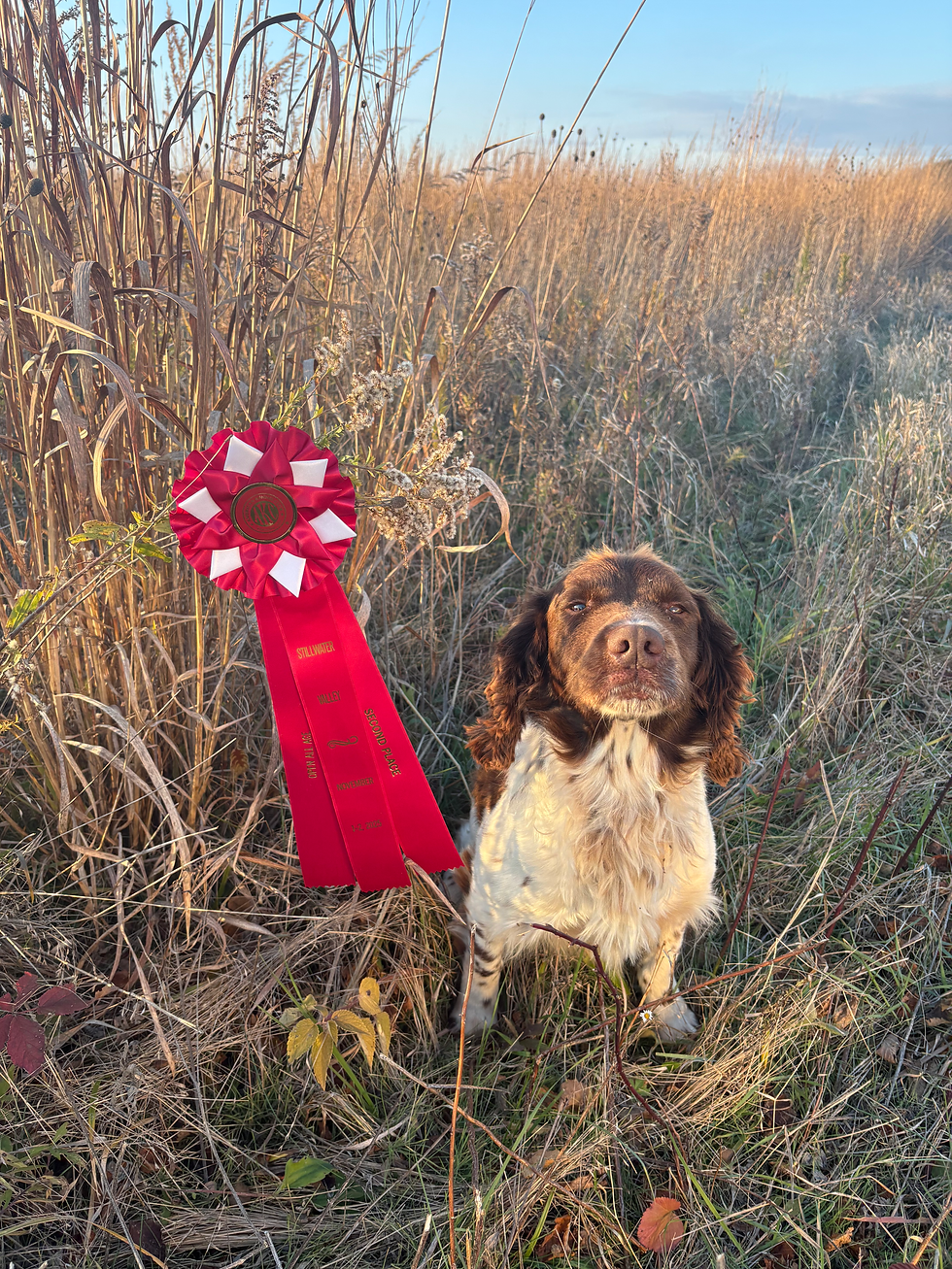 Buzz the springer with his red ribbon