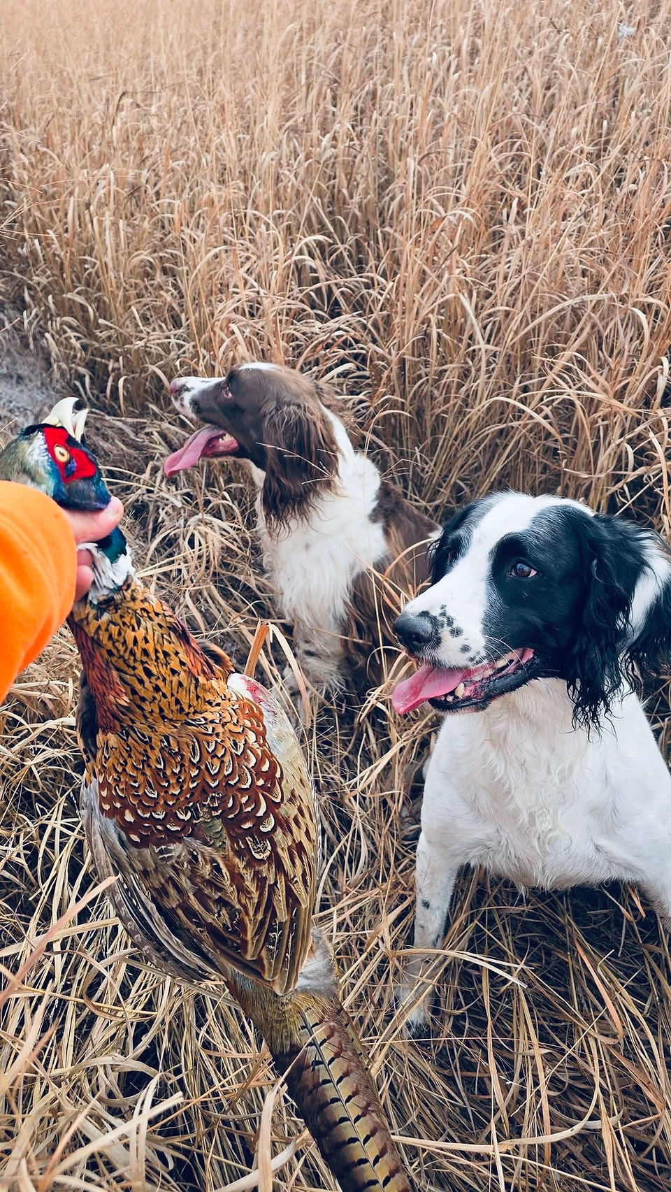 springer spaniels with wild pheasant