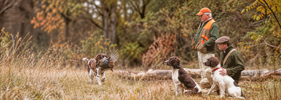 Springer returns with a pheasant 2.jpg