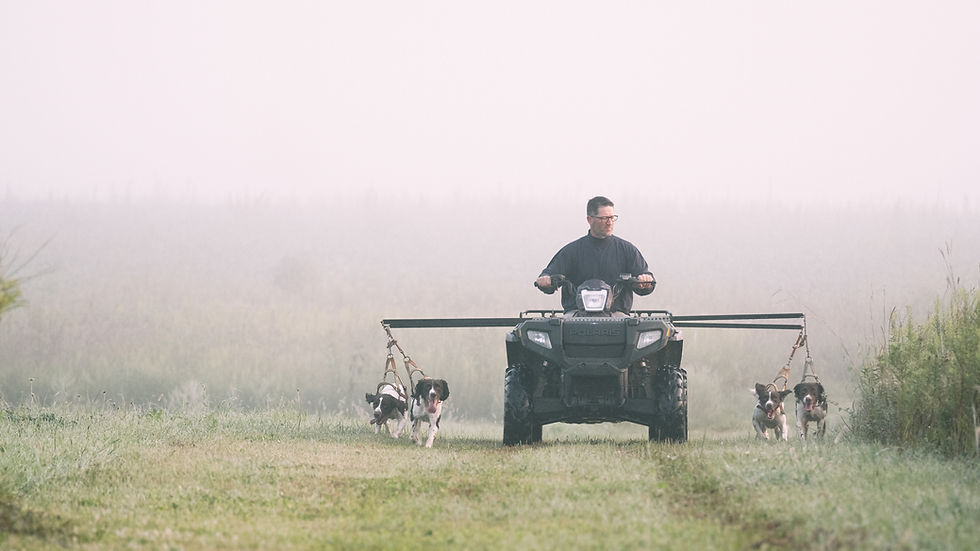 Gun dog conditioning