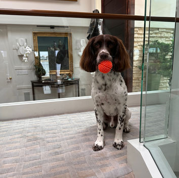 Springer Spaniel Poacher