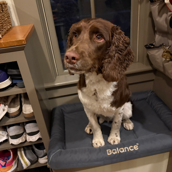 springer spaniel 