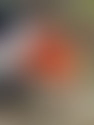 Hunting & Hunt Tests!