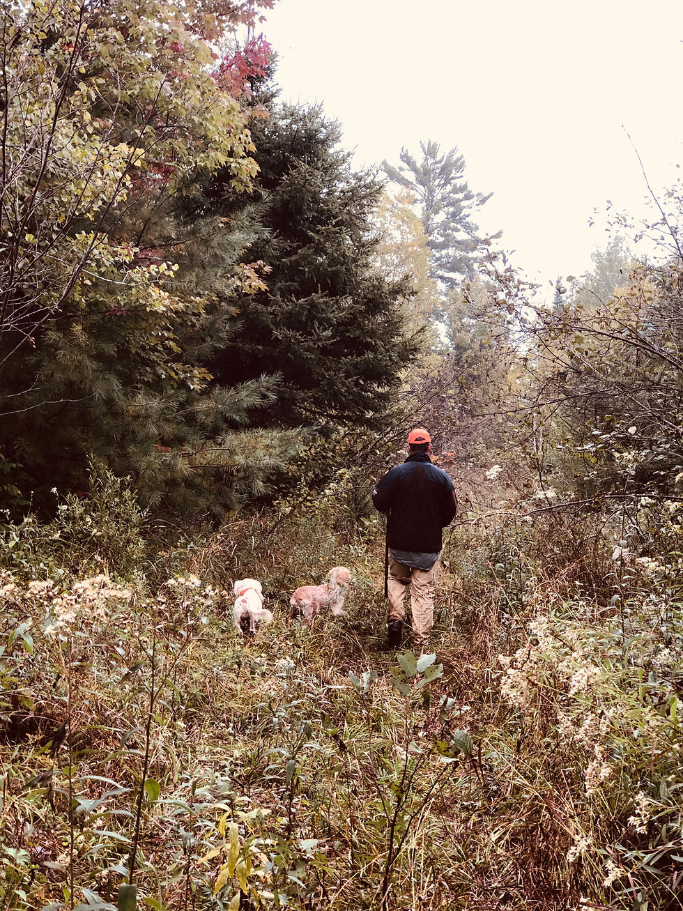 Todd in the grouse woods with cockers