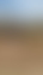 A young working spaniel in training at Craney Hill Kennel, standing alert in field cover.