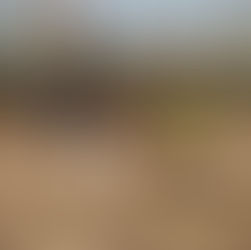 A young working spaniel in training at Craney Hill Kennel, standing alert in field cover.