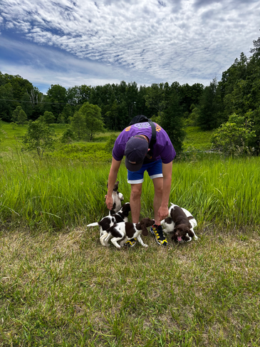 Toby with springer spaniel puppies
