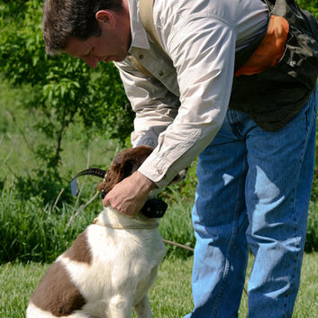 Bird dog wearing an e-collar ready for a training session at Craney Hill Kennel