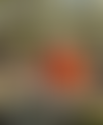 Young spaniel Capri starting her journey toward amateur competition