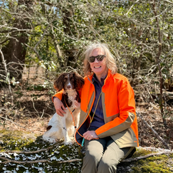 Young spaniel Capri starting her journey toward amateur competition