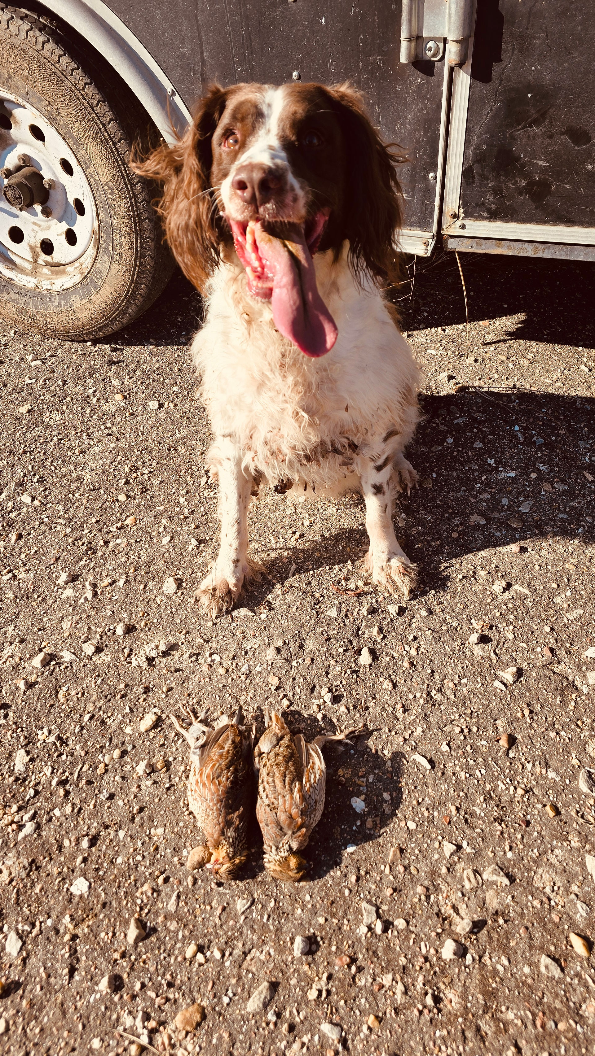 Bonnie and wild Quail