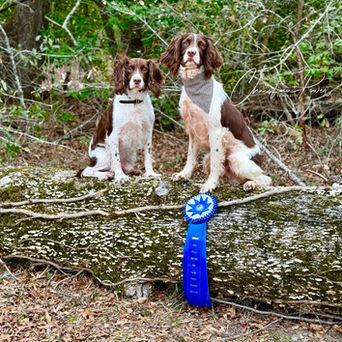 springer spaniels