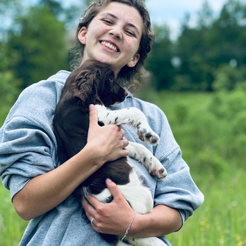 Springer Puppy Play Day With Friends