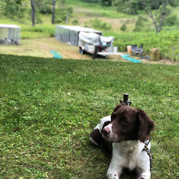 Gun Dog Training Camp!!