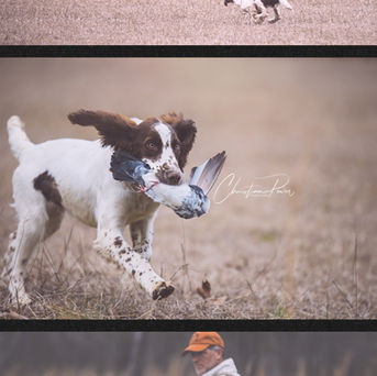 springer spaniel with bird