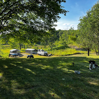 Spaniel Training In Northern MI