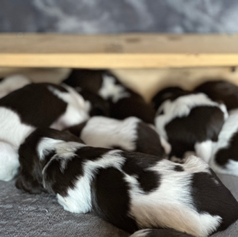 "Are Springer Spaniel Puppies the Right Choice for You? A Look at Tilly & Chance Puppies"