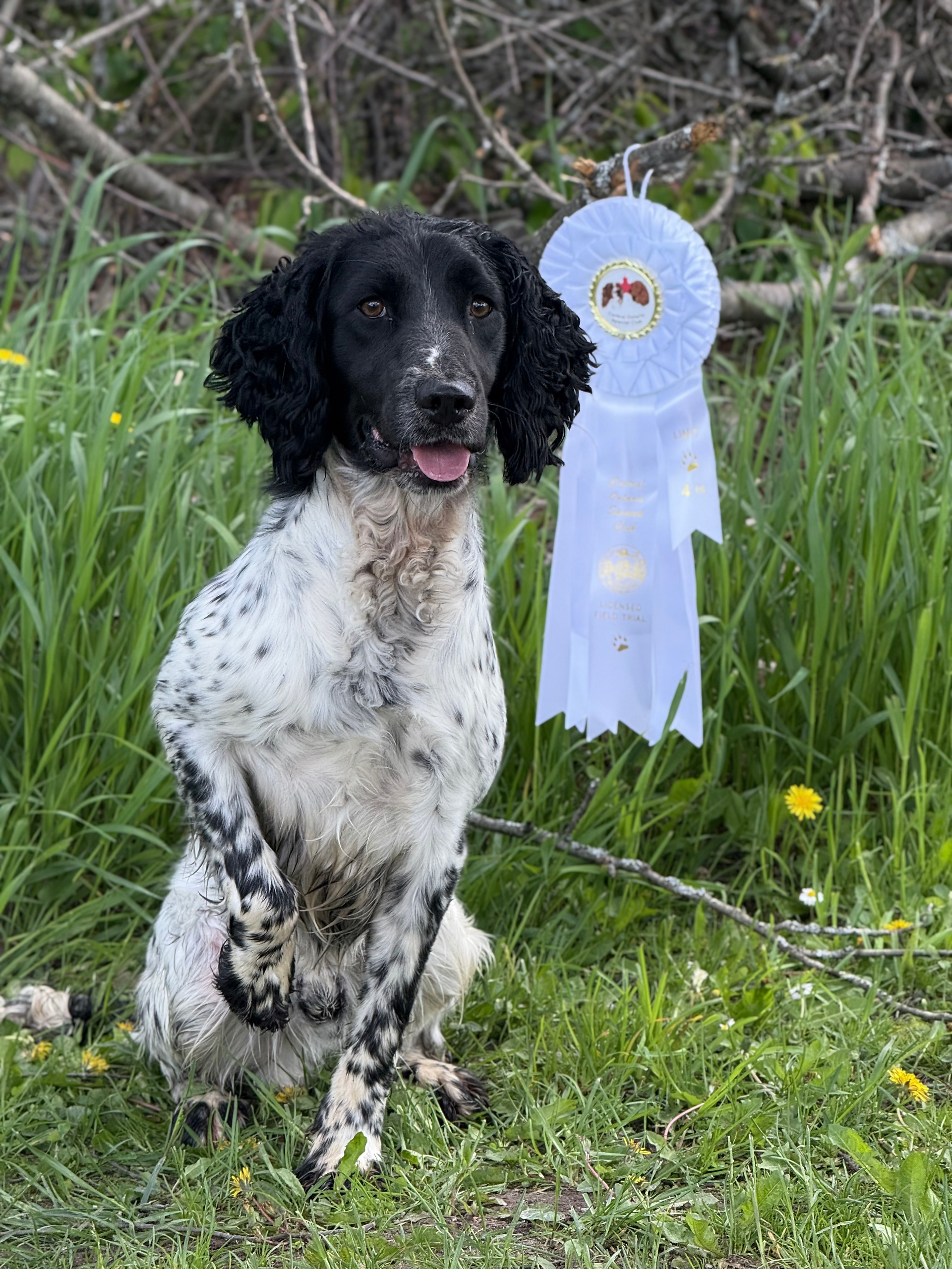 black and white springer spaniel