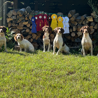 Canadian Spaniel FT Placements!