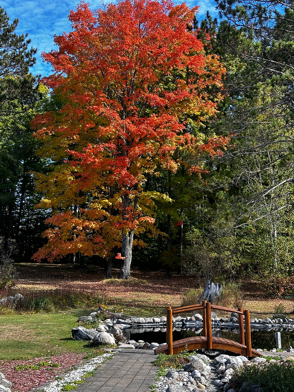 Autumn colors