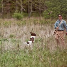 springer spaniel flushing a bird with Todd Agnew