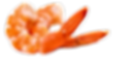 crevette-de-cortique_burned (1).png