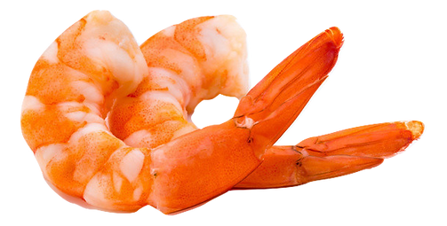 crevette-de-cortique_burned (1).png