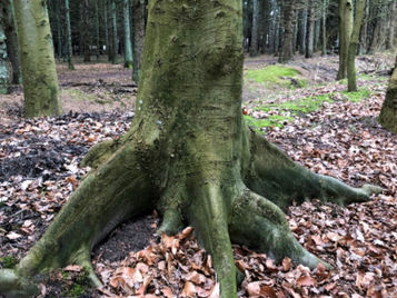 STEHST DU WAHRHAFT AUF DEINEN WURZELN?