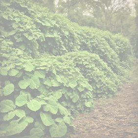 kudzu_edited.jpg
