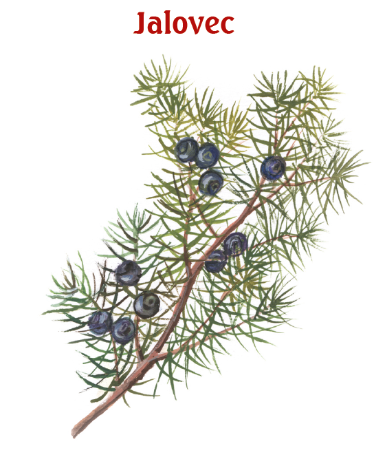 Koření proti choření - detail