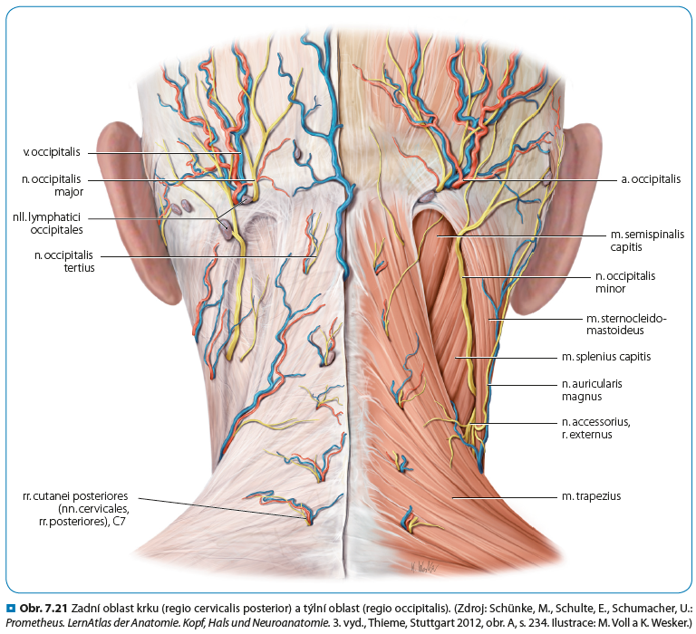 Nervový systém v osteopatii - detail