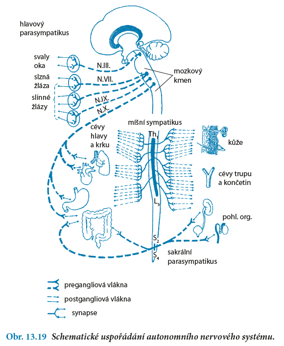 Základy funkční anatomie - detail