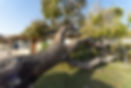 Treefall.jpeg