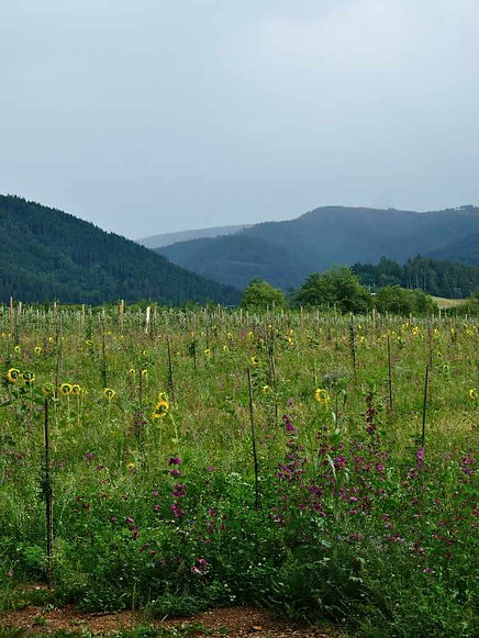 Landschaft (3).jpg
