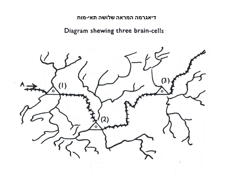 שלושה תאים של מוח - תרגום של ניקול גורדייף ארץ קסם