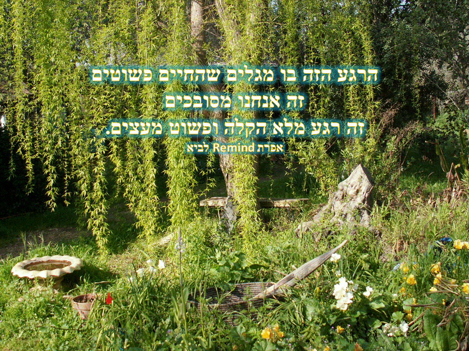 פתגמים ערבה ברגע מעצים