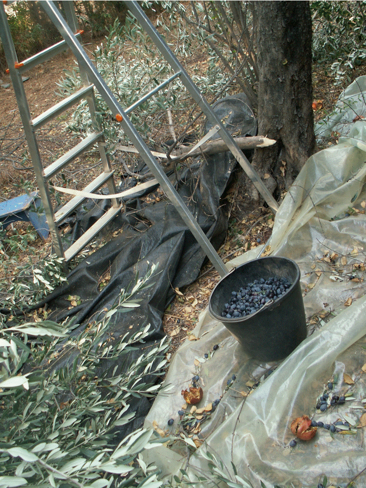 דלי זיתים מסיק ארץ קסם סיפורים