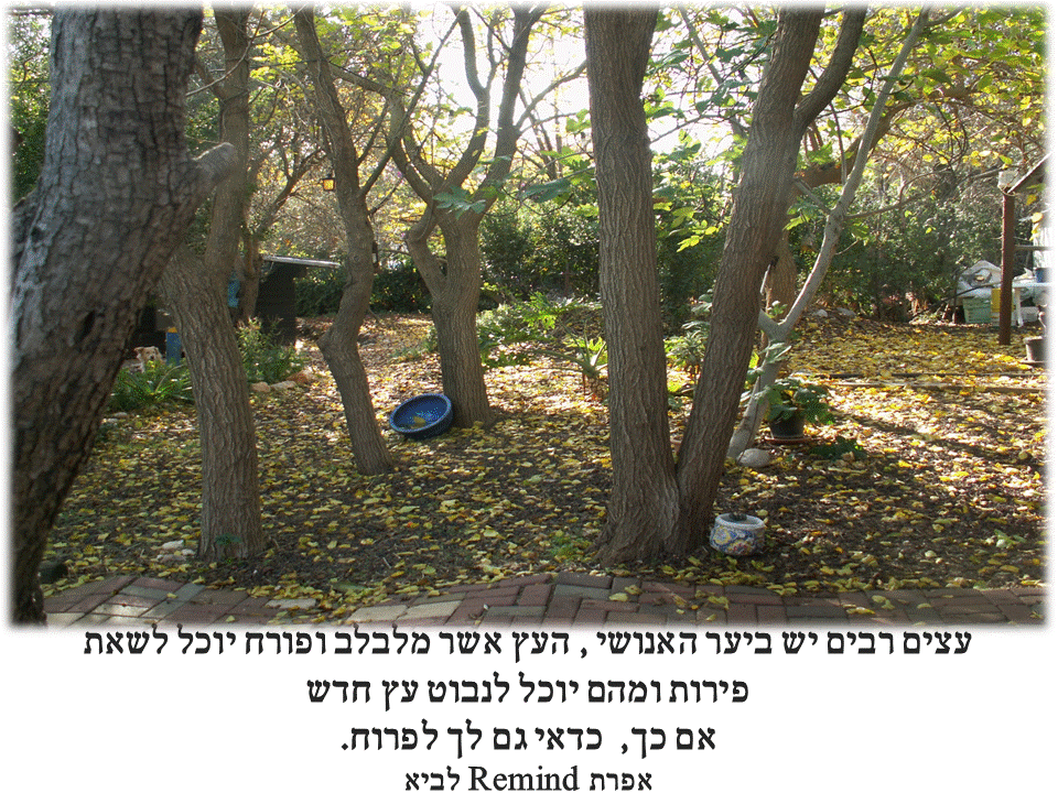 פתגמים ערבה ברגע מעצים