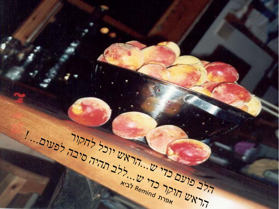 פתגמים ערבה ברגע מעצים
