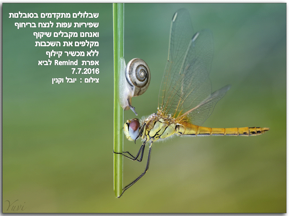 פתגמים ערבה ברגע מעצים