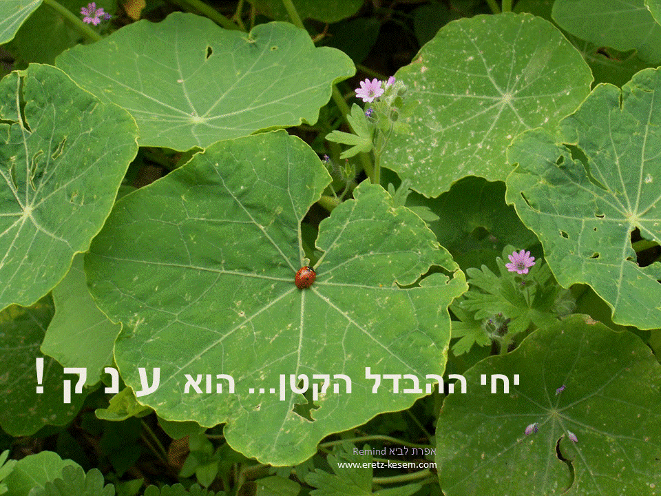 פתגמים ערבה ברגע מעצים