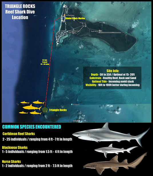 reef sharks.jpg